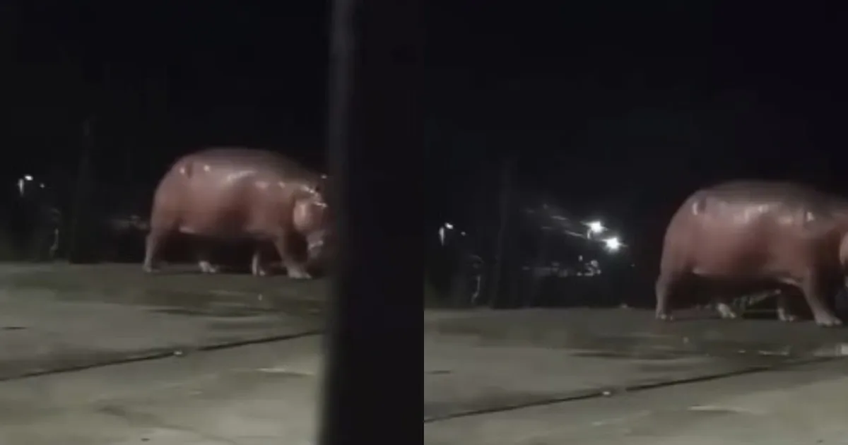 Avistan un hipopótamo en zona urbana de Barrancabermeja y piden al Gobierno su retiro