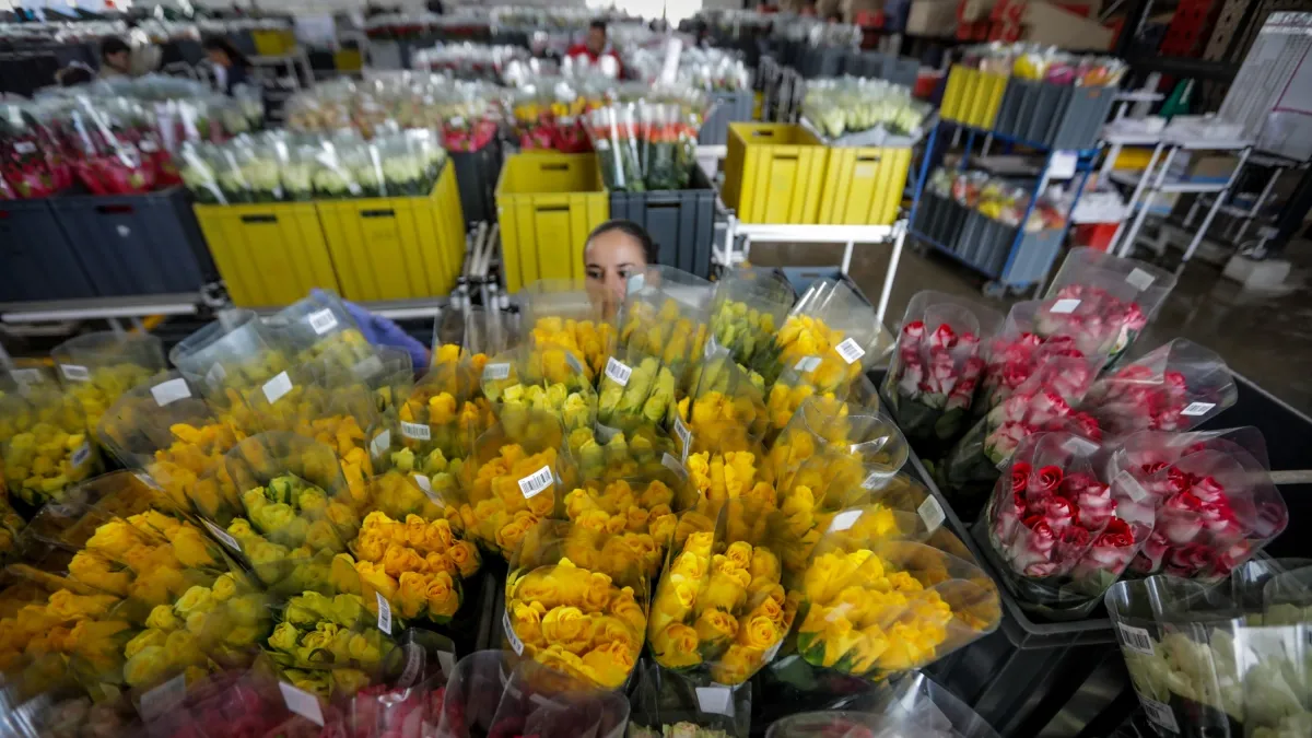 De la Espriella anuncia plan de choque para proteger a los floricultores frente al nuevo arancel de Estados Unidos