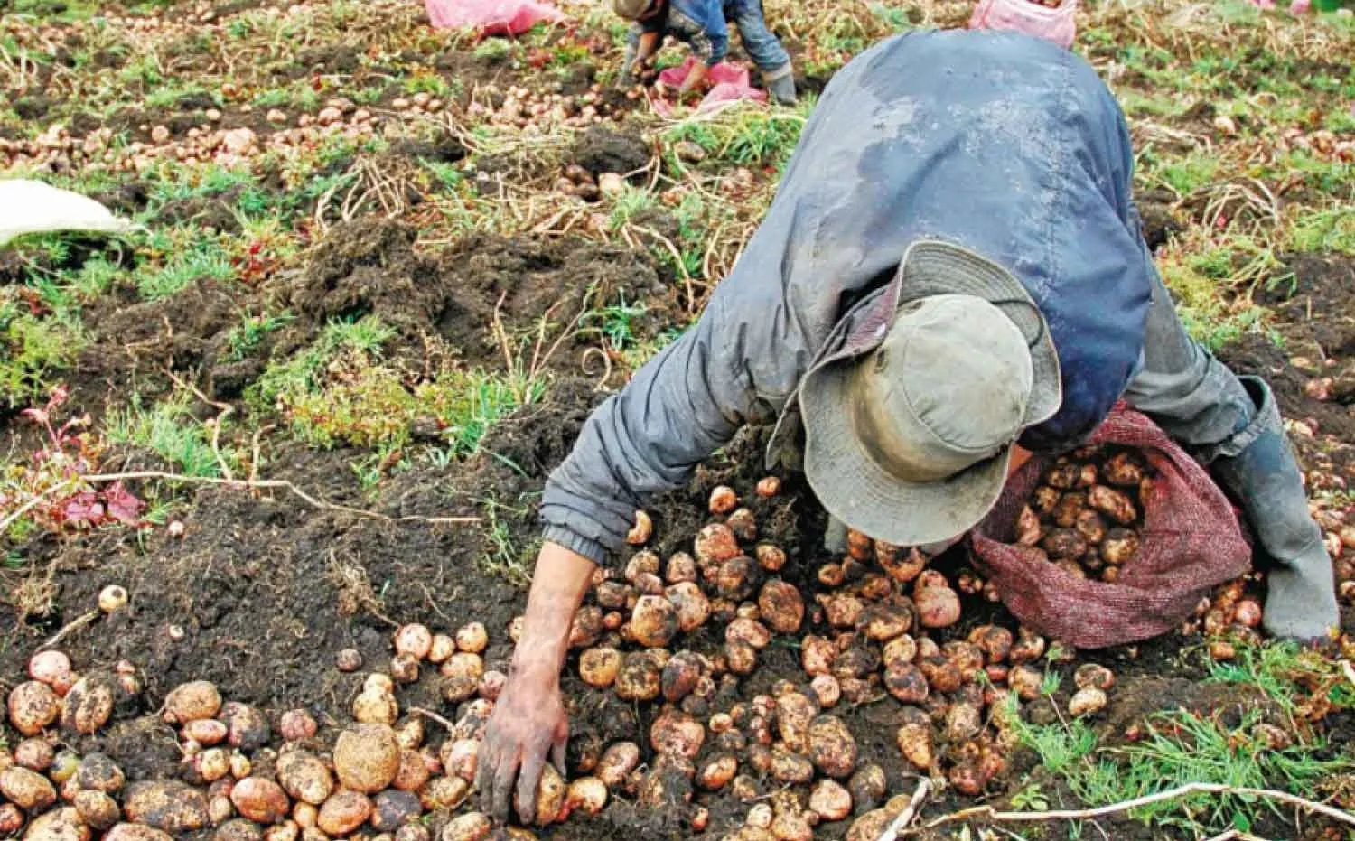 Polémica por anuncio del Gobierno sobre el uso de la palabra campesino