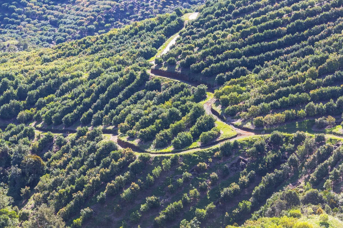 Ministerio de Agricultura anuncia medidas para fortalecer la productividad del aguacate Hass