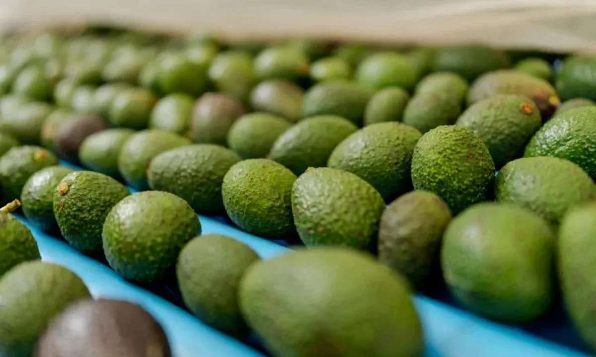 Gobierno anuncia créditos y alivios para sostener al aguacate Hass exportador