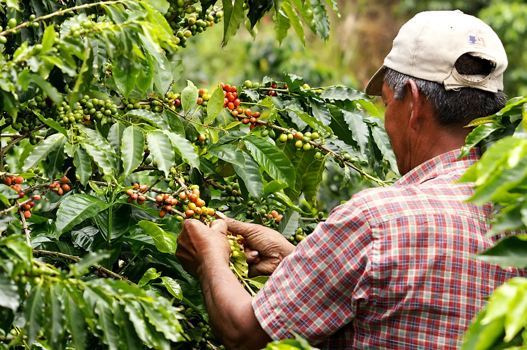 Gobierno prorroga por cinco meses el contrato para administrar el Fondo Nacional del Café