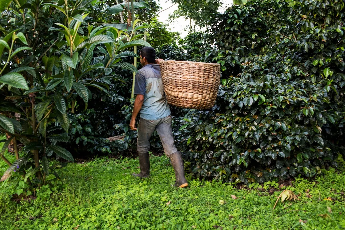 El Gobierno deroga cinco Áreas de Protección para la Producción de Alimentos y la Corte Constitucional evalúa su autonomía