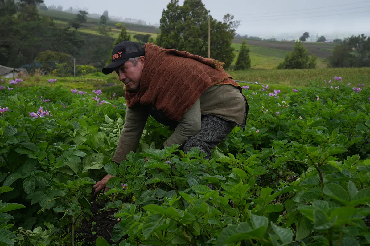 El Gobierno de De la Espriella reemplaza la palabra 'campesino' por 'empresario del campo'
