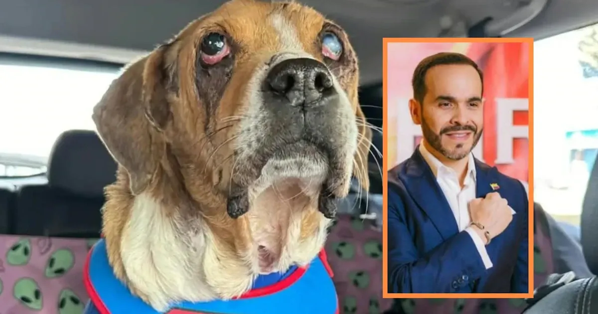 El Gobierno reglamenta la Ley Ángel y amplía los criterios para actuar ante maltrato animal