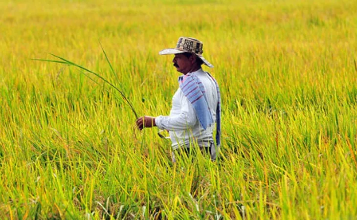 Fedearroz pide al Gobierno trabajar en conjunto para frenar la crisis del sector arrocero