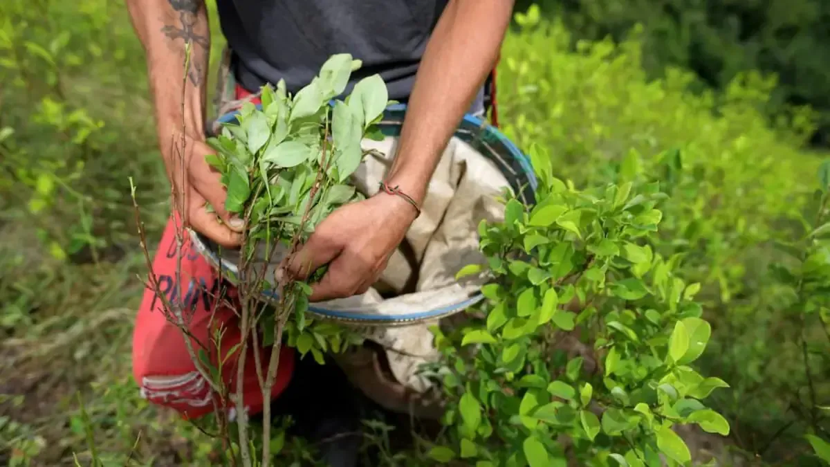 Gobierno colombiano anuncia nuevas acciones contra el narcotráfico tras la descertificación de Estados Unidos