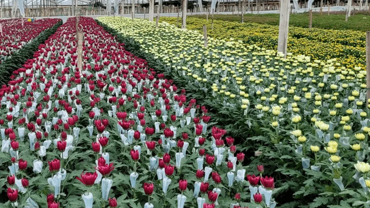 Gobierno de Abelardo De la Espriella anuncia plan para fortalecer el sector floricultor y proteger empleos