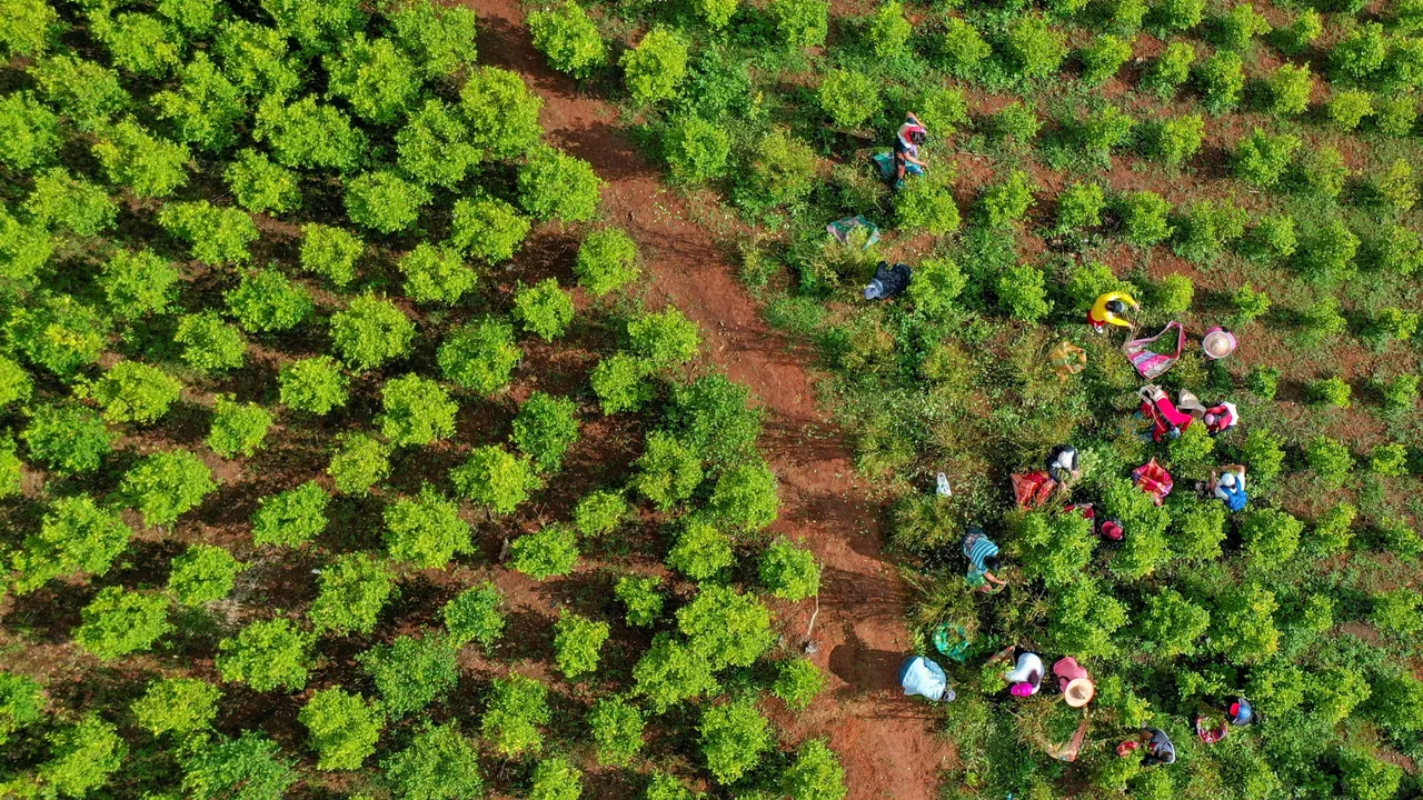 Gobierno deroga el decreto que prohibía la fumigación aérea de cultivos ilícitos