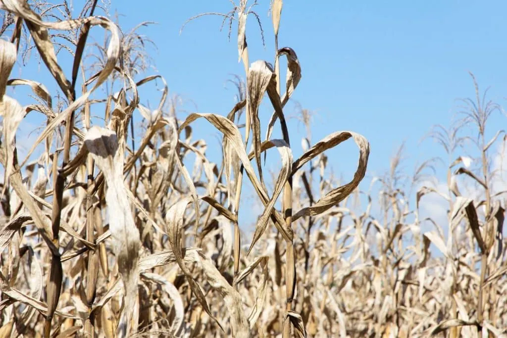 Gobierno declara desastre nacional por El Niño y activa el Decreto 0802