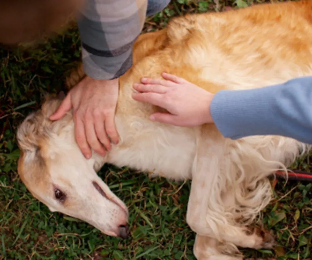 Gobierno reglamentó la Ley Ángel y fijó la ruta de atención por maltrato animal