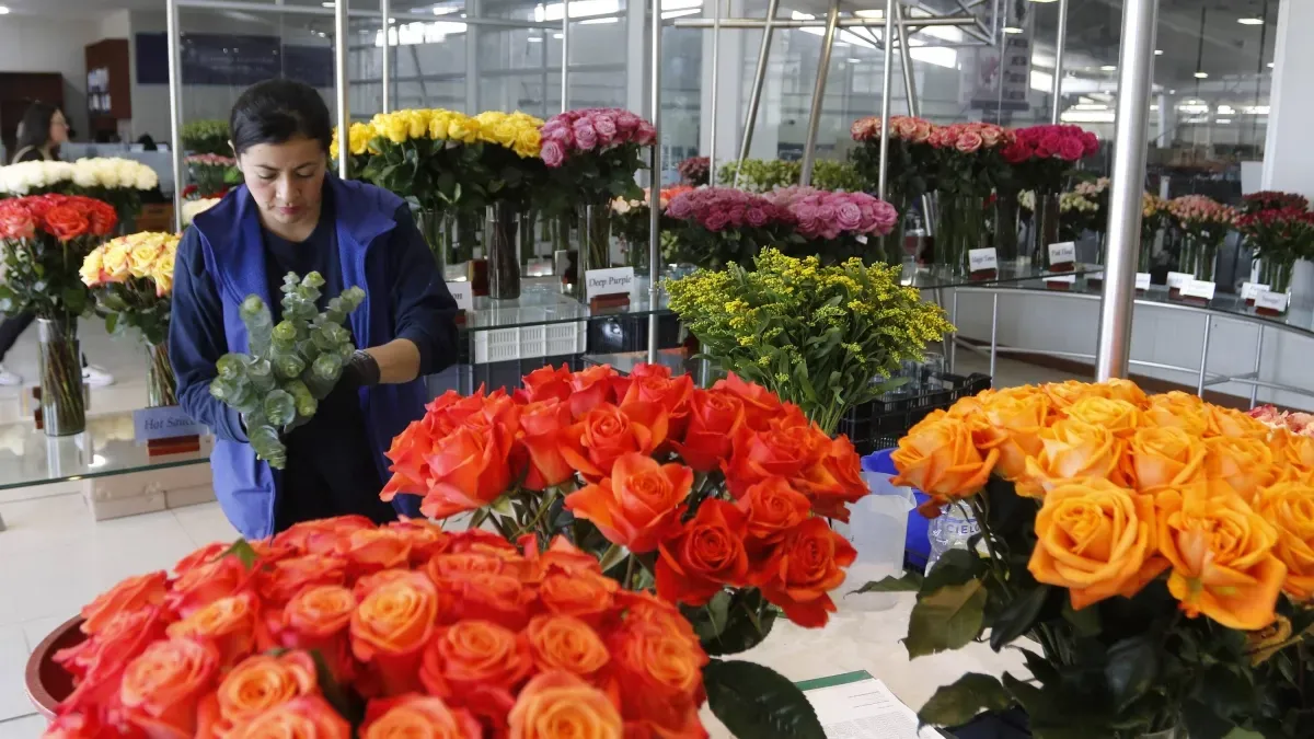 Gobierno y Asocolflores instalan mesa de trabajo para créditos al sector floricultor