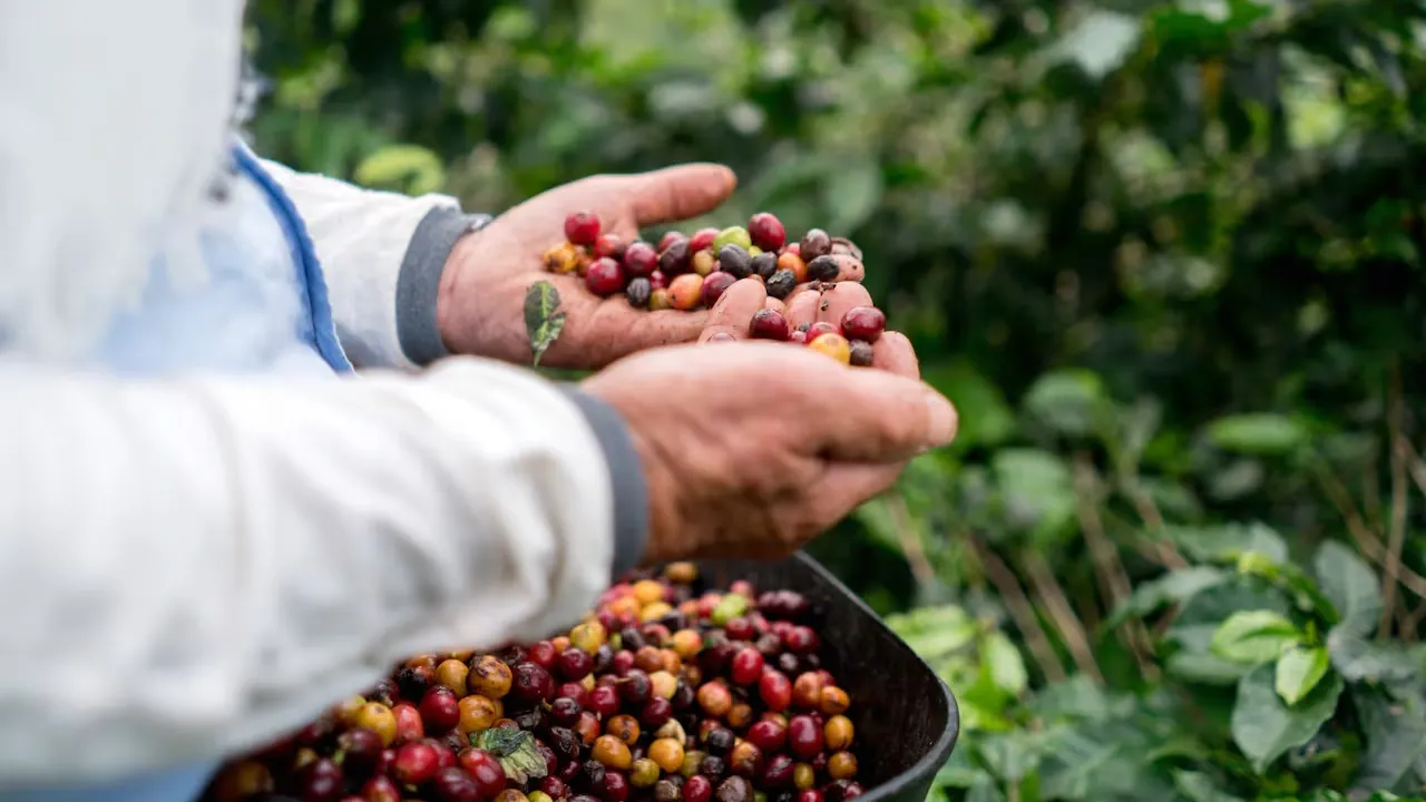 Gobierno y Federación de Cafeteros prorrogan el Fondo de Estabilización del Café por cinco meses