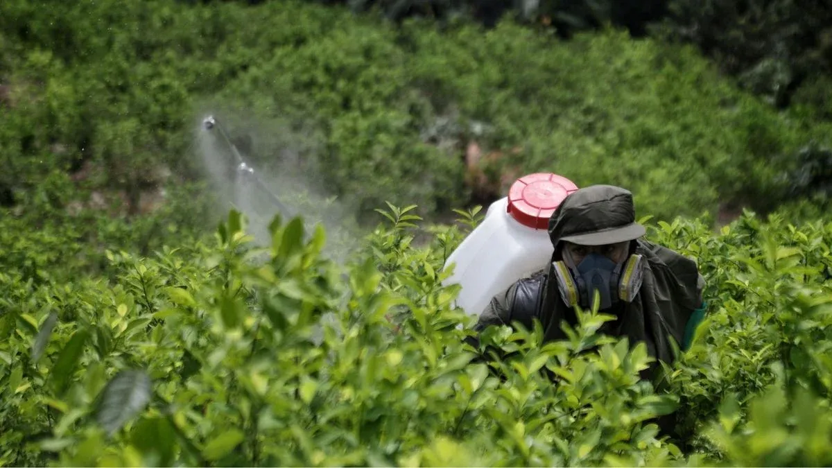 Colombia cierra el gobierno Petro con un récord de 261.000 hectáreas de coca sembradas