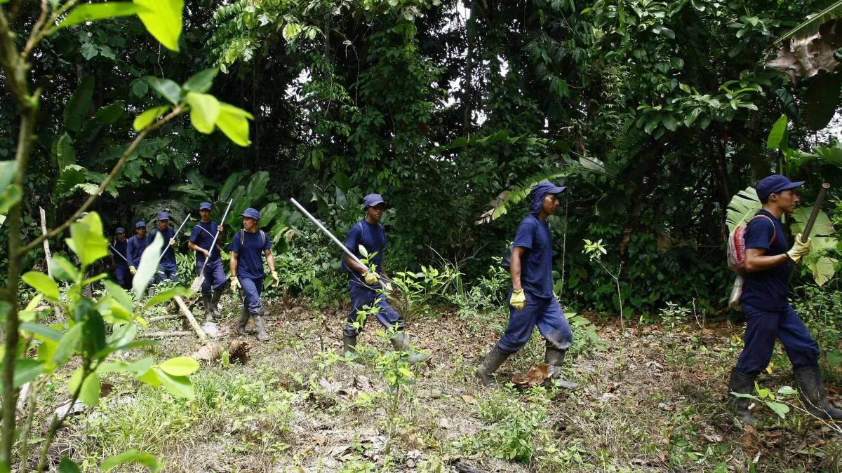 UNODC insta a Colombia a recuperar control territorial donde la coca alcanza máximos históricos