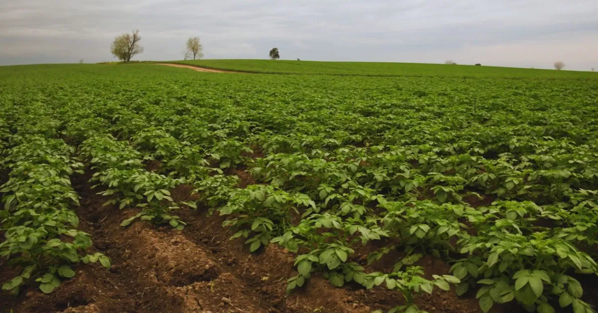 El Ministerio de Agricultura desmonta áreas de protección alimentaria en cinco municipios de Cundinamarca
