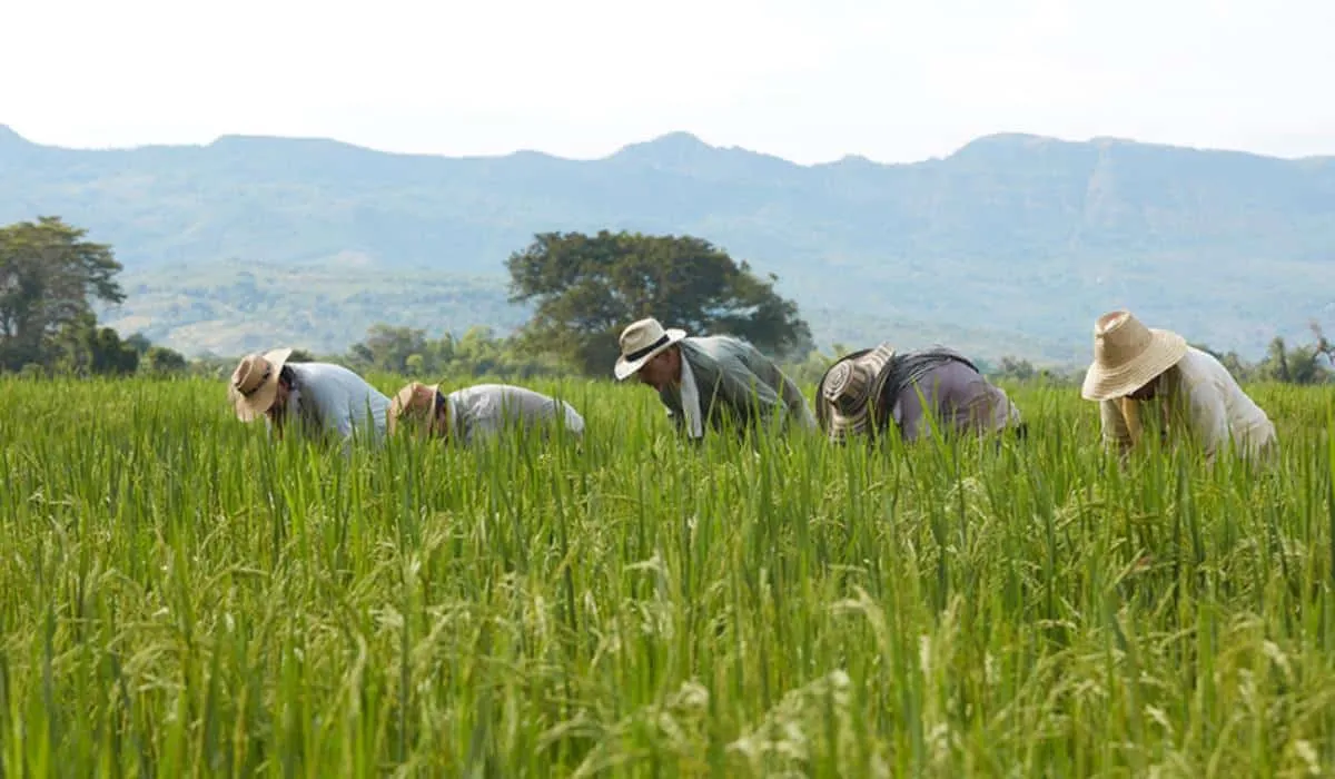 Gobierno anuncia un nuevo modelo para la cadena del arroz desde 2027