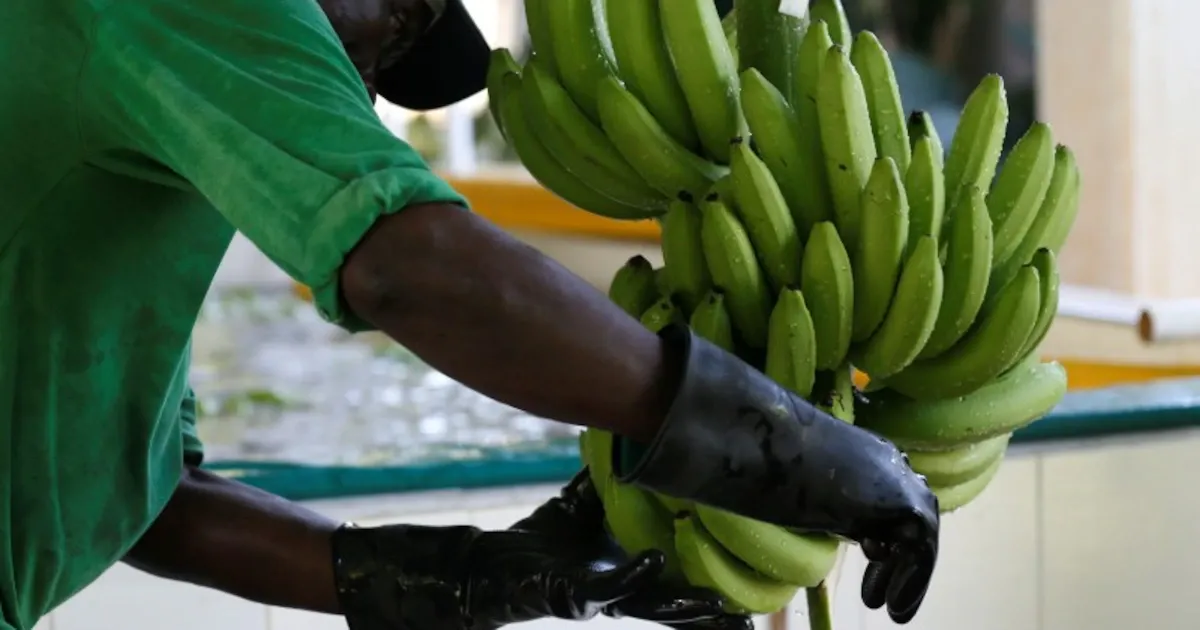 Ministro de Agricultura y Asbama trazan una agenda de cuatro años para el sector bananero